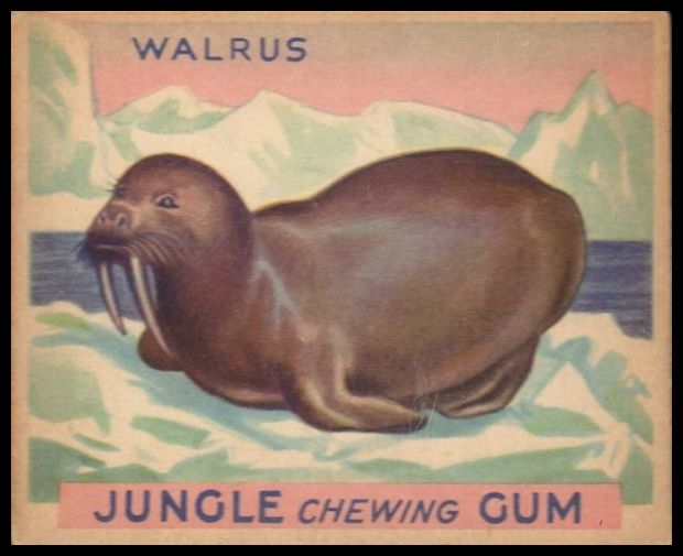 35 Walrus